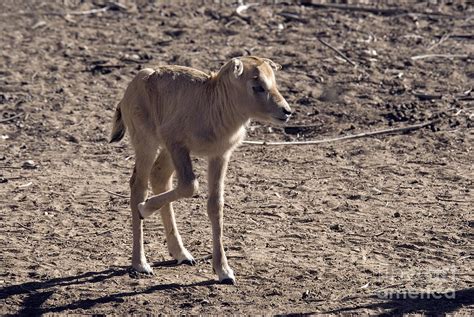 Arabian Oryx Baby Photograph by Mark Newman - Fine Art America