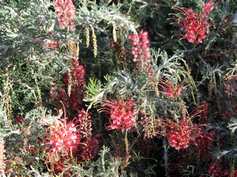 Native Plant Photography: Grevillea 'Magic Lantern' Weeping Flowers