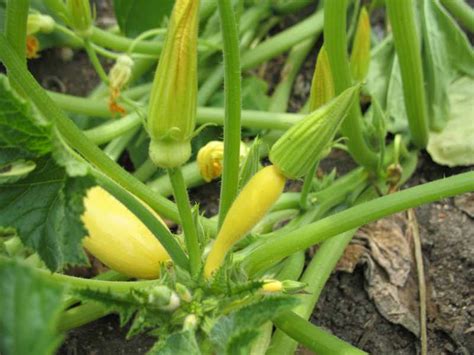 Pollination Problems of Cucurbits