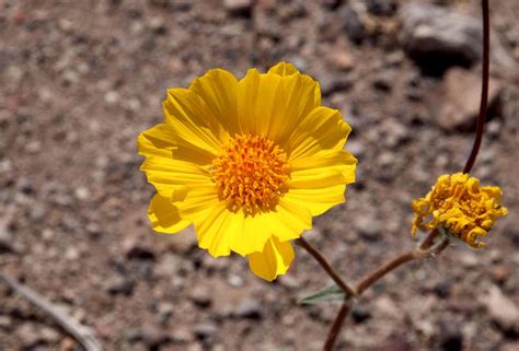 Desert Sunflower (Geraea canescens) : Photos, Diagrams & Topos : SummitPost