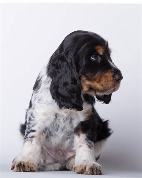 Blue Roan and Tan Cocker Spaniel @ 7 weeks. | Spaniel puppies, English ...