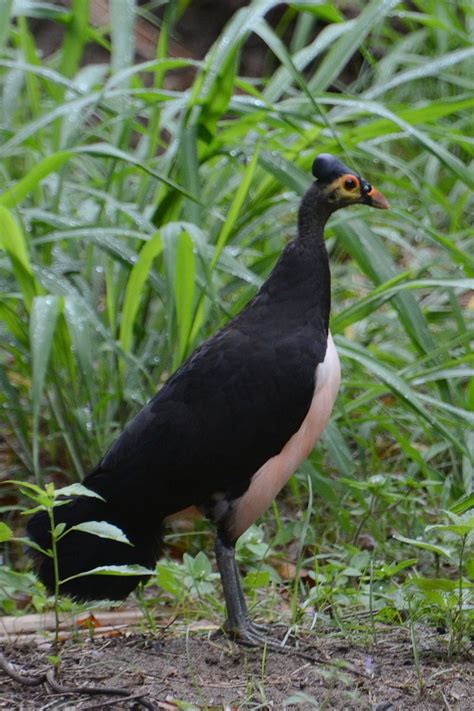 Maleo (Macrocephalon maleo) is a large megapode and the only member of ...