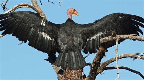 California Condors vs. Avian Flu: Can the Endangered Birds Survive ...