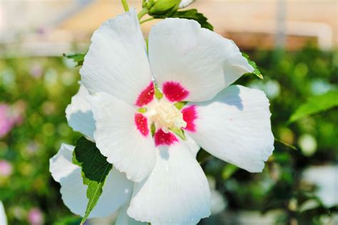 Rose of Sharon – Care & Pruning - Stutzmans Greenhouse & Garden Centers