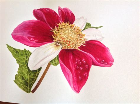 7th. Painting from tutorial. From Anna Mason's book. Botanical Painting ...