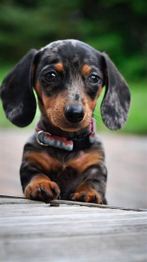 43+ Mini Dapple Dachshund Puppies Picture - Bleumoonproductions