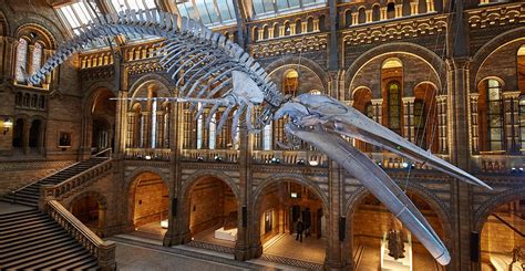 Museum unveils 'Hope' the blue whale skeleton | Natural History Museum