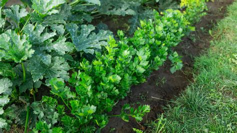 Growing This Popular Veggie In Your Garden Is No Easy Feat - Here's Why