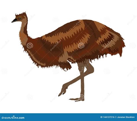 Emu Vector Illustration Isolated On White Background. Emu Bird. Cartoon ...