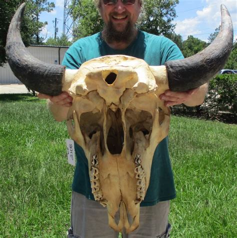 23 inches wide American Bison Skull for Sale