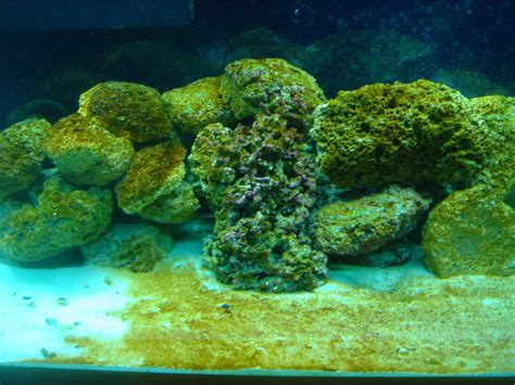 marine fish tank maintenance algae - Saltwater Aquarium Algae 2017 ...