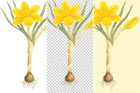 Common Yellow Crocus Illustration Graphic by Jada Boutique Design ...