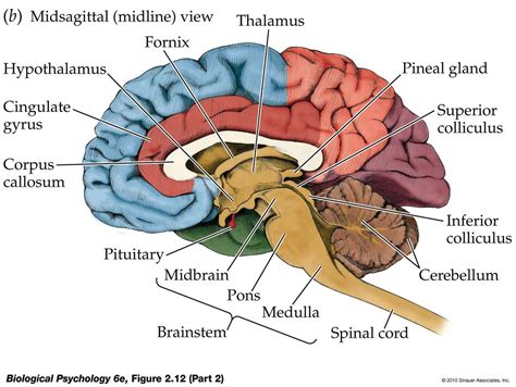 sagittal plane brain amygdala - Google Search | neuroanatomy ...