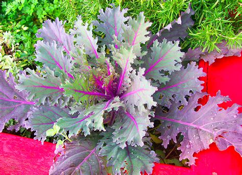 The Top 10 Most Delicious Kale Varieties for Leafy Green Enthusiasts ...