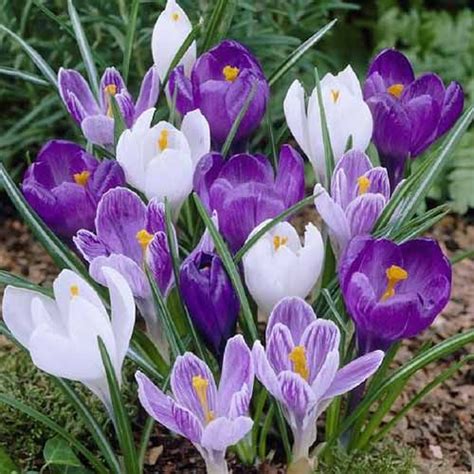 11 of the Best Crocus Varieties for Your Garden | Gardener’s Path ...