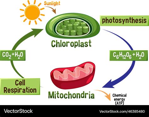 Photosynthesis And Cellular Respiration Equation | The Best Porn Website