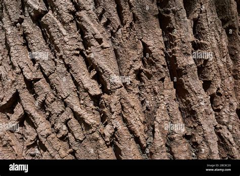 Populus nigra bark close up Stock Photo - Alamy