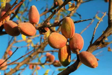 Top 20 Steps to Boost Almond Yield: How to Increase Fruit Size, Quality ...