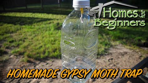 How to Make a Gypsy Moth Trap Using a Plastic Bottle - YouTube