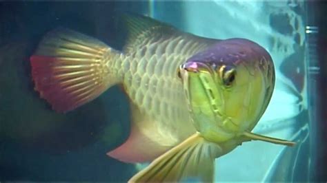 AROWANA BREEDING IN INDIA - YouTube