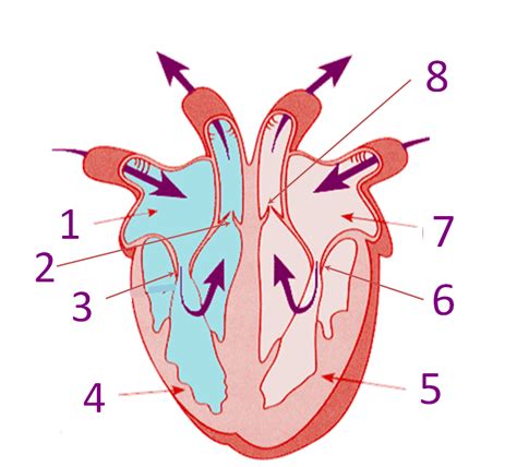 15 Human Heart Diagram With Parts | Robhosking Diagram