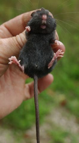 ADW: Peromyscus maniculatus: INFORMATION