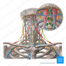 Submental lymph nodes | Kenhub