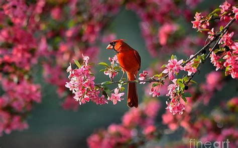 Cardinal, red, bird, animal, HD wallpaper | Peakpx