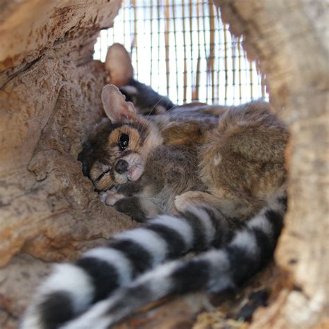 Ringtail Cat | California Living Museum