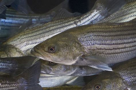 Striped Bass: All About the Species and How to Catch It - Wide Open Spaces