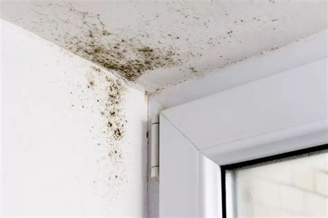 What Are The Causes & Consequences Of Mold? -0527504941