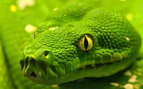 Green Anaconda Wallpapers | HD Wallpapers | ID #8995