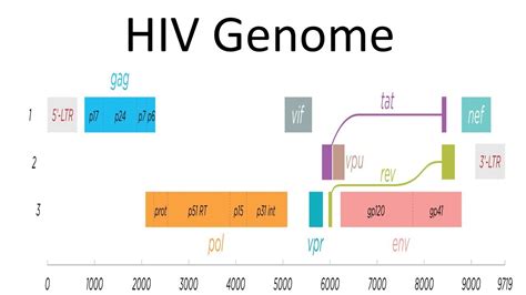 HIV genomic structure and function - YouTube