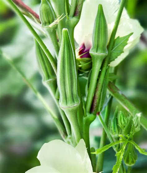 How to Grow Okra From Seeds - Plant Instructions