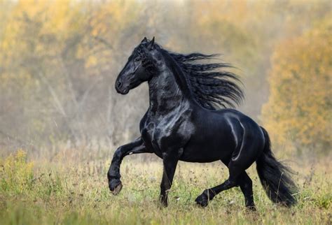 Friesian Horse Price - How Much Does It Cost?