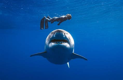 Deep Blue: The biggest great white shark – Increase Nature