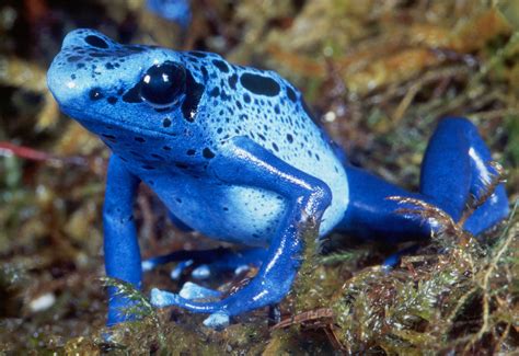 Blue Poison Dart Frog Facts and Pictures