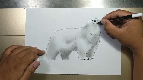 Realistic Polar Bear Drawing