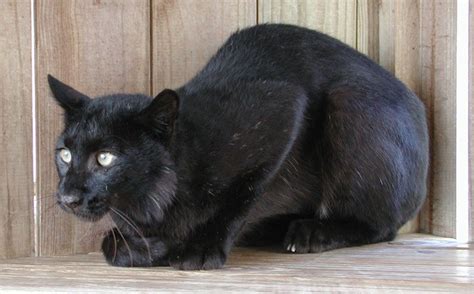 Connected By Pets | Black bobcat, Melanism, Melanistic animals