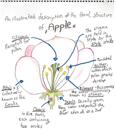 [DIAGRAM] Adam S Apple Diagram - MYDIAGRAM.ONLINE