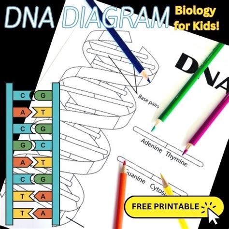 Dna Coloring Pages