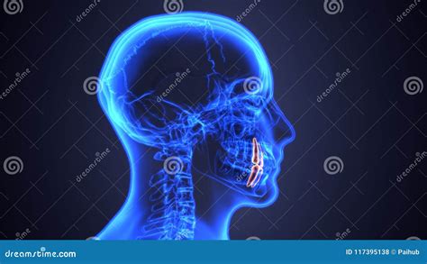 Skeleton And Teeth Anatomy. Medical Accurate 3D Illustration Stock ...