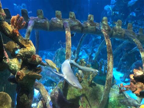 SEA LIFE Arizona Aquarium (Tempe) - 2019 All You Need to Know BEFORE ...