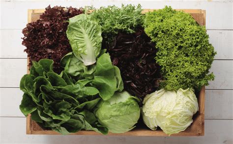 The Complete Guide On How To Grow Lettuce At Home