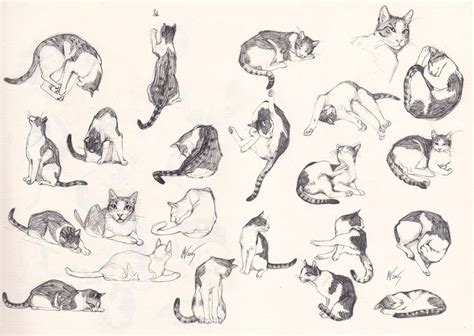 Cat Drawing Reference and Sketches for Artists