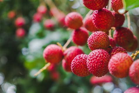 Everything You Need To Know About Lychee in Hawaiʻi - Hawaii Magazine