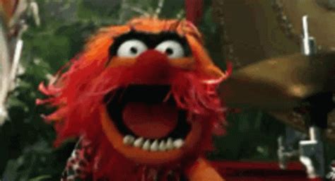 Animal My Animal Muppet GIF - Animal My Animal Muppet Drumming ...