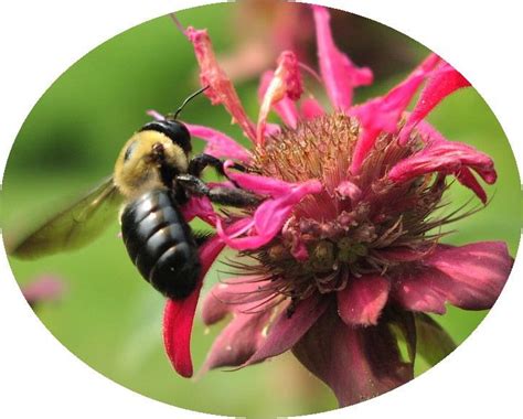 carpenter_bee_lg.jpg (725×582) | Pollination, Bee, Wildflower photo