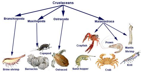 Crustaceans - Study of the D'Entrecasteaux