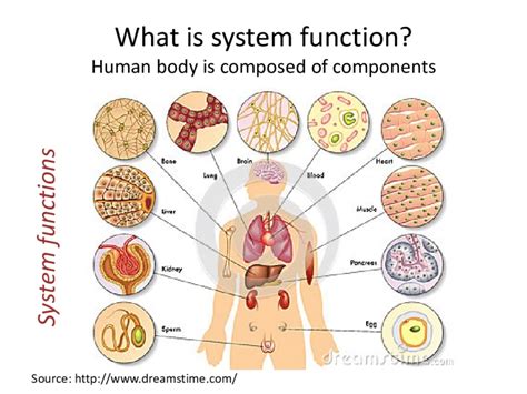 Human body, modular structure of system functions. | Download ...